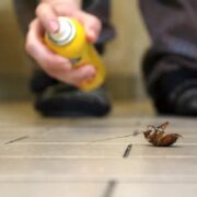 pest control