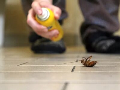 What Attracts Cockroaches to Your Home in Round Rock, TX? pest control