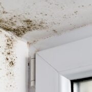 Black Mold